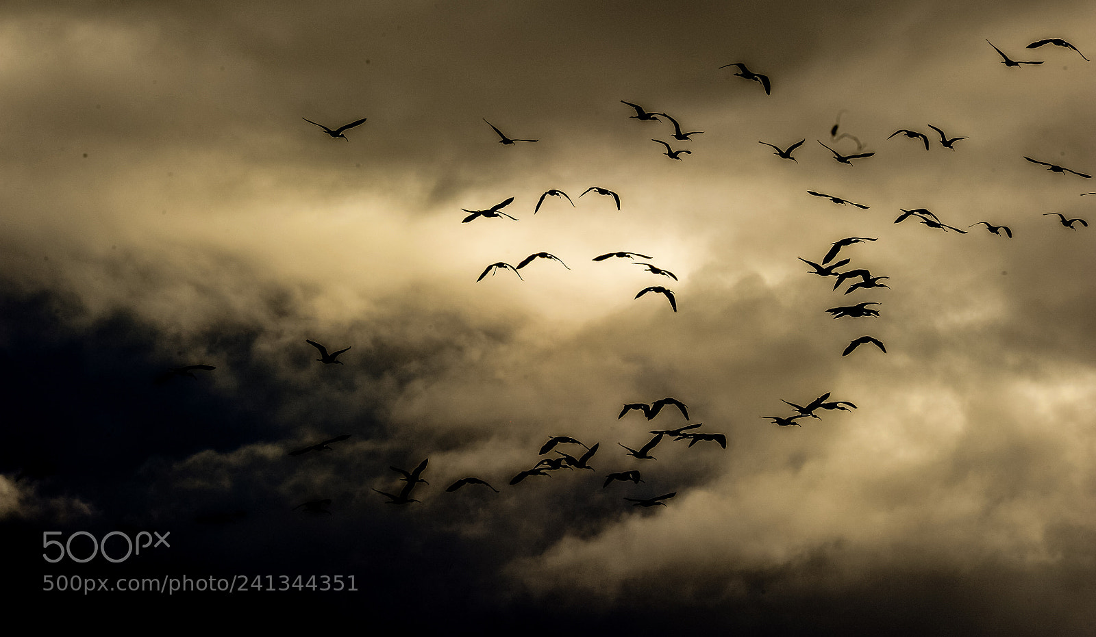 Nikon D700 sample photo. Birds photography