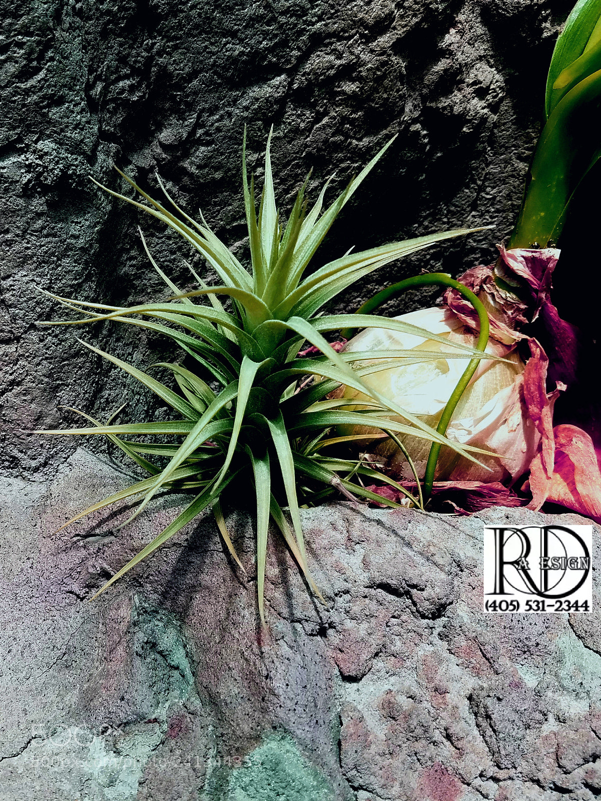 Samsung Galaxy S7 Edge sample photo. Aloe photography