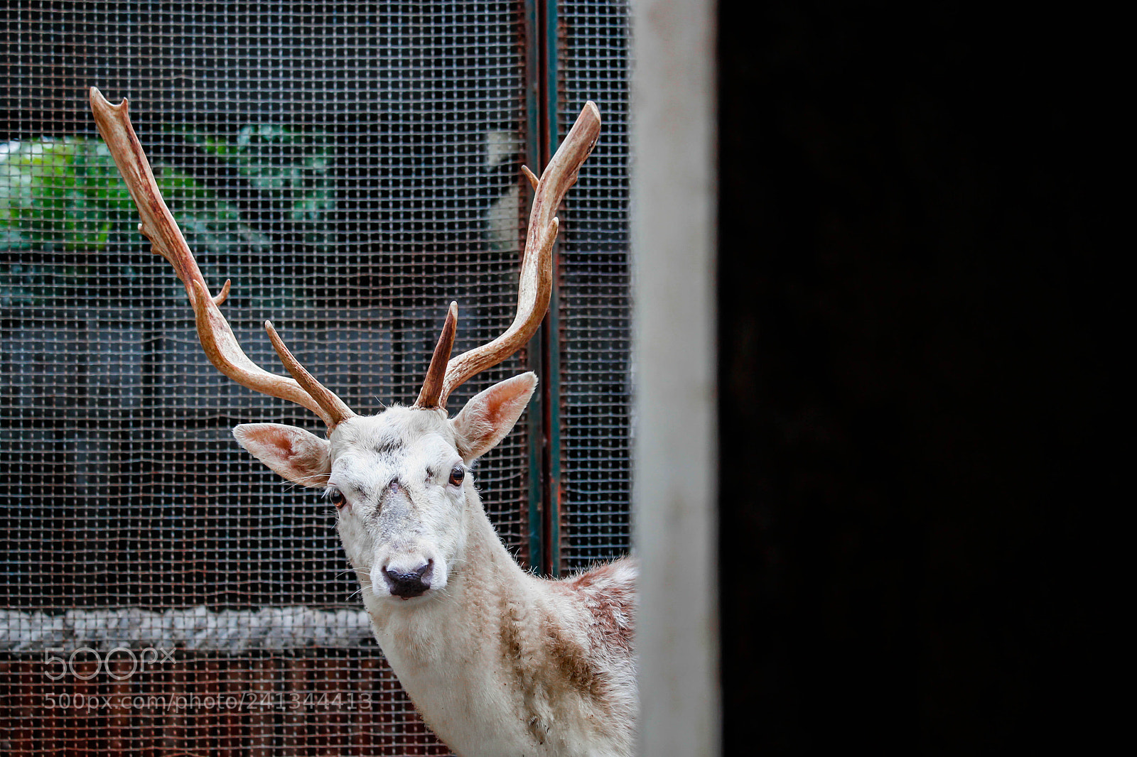 Canon EOS 550D (EOS Rebel T2i / EOS Kiss X4) sample photo. Deer photography