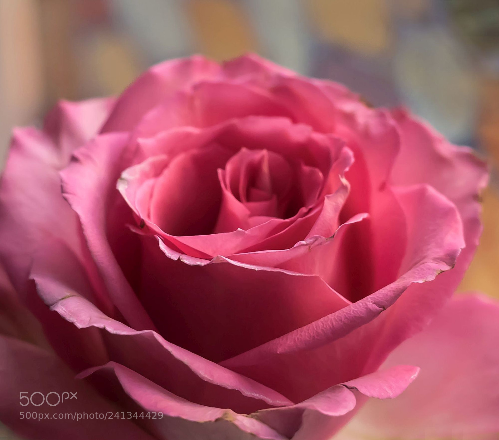 Olympus OM-D E-M1 sample photo. Rose photography