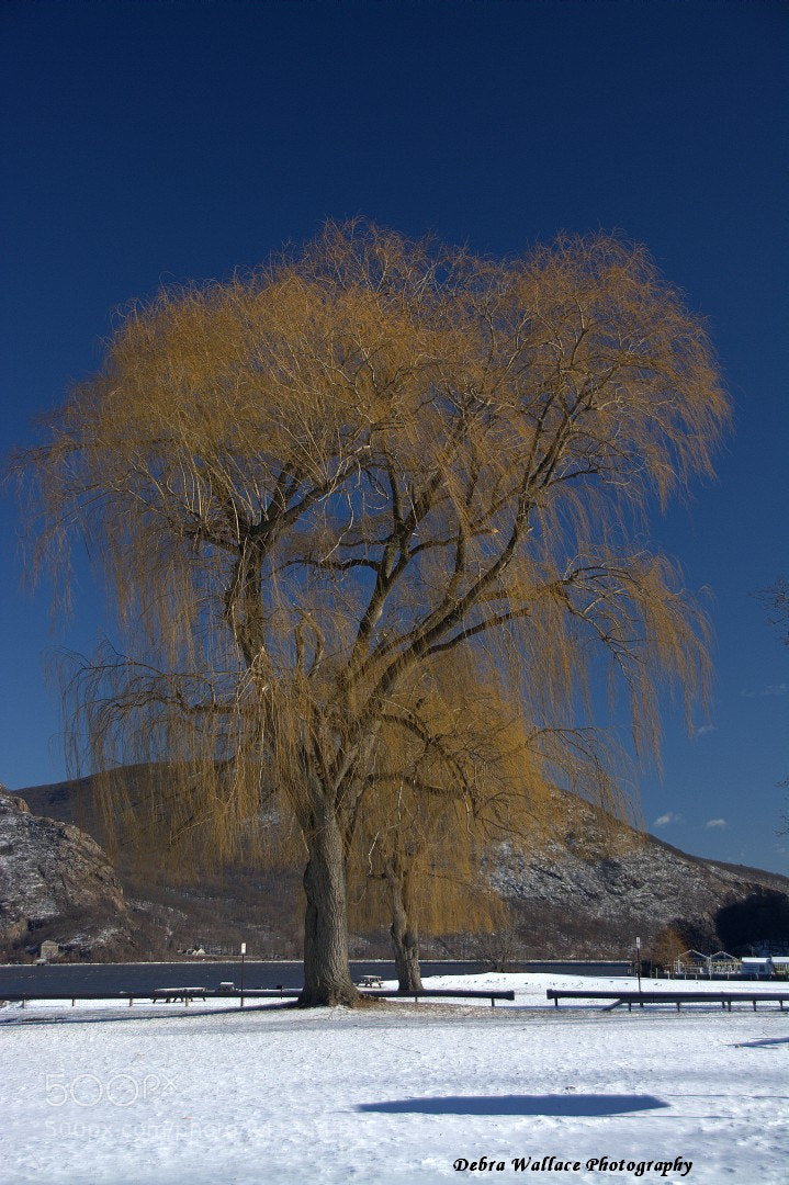 Nikon D7100 sample photo. Colorful willow tree at photography