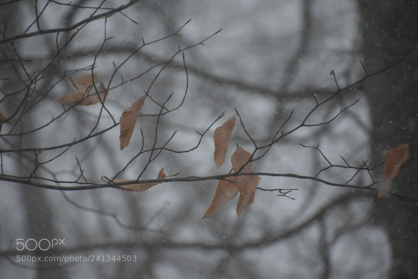 Nikon D3400 sample photo. Snow days are some photography