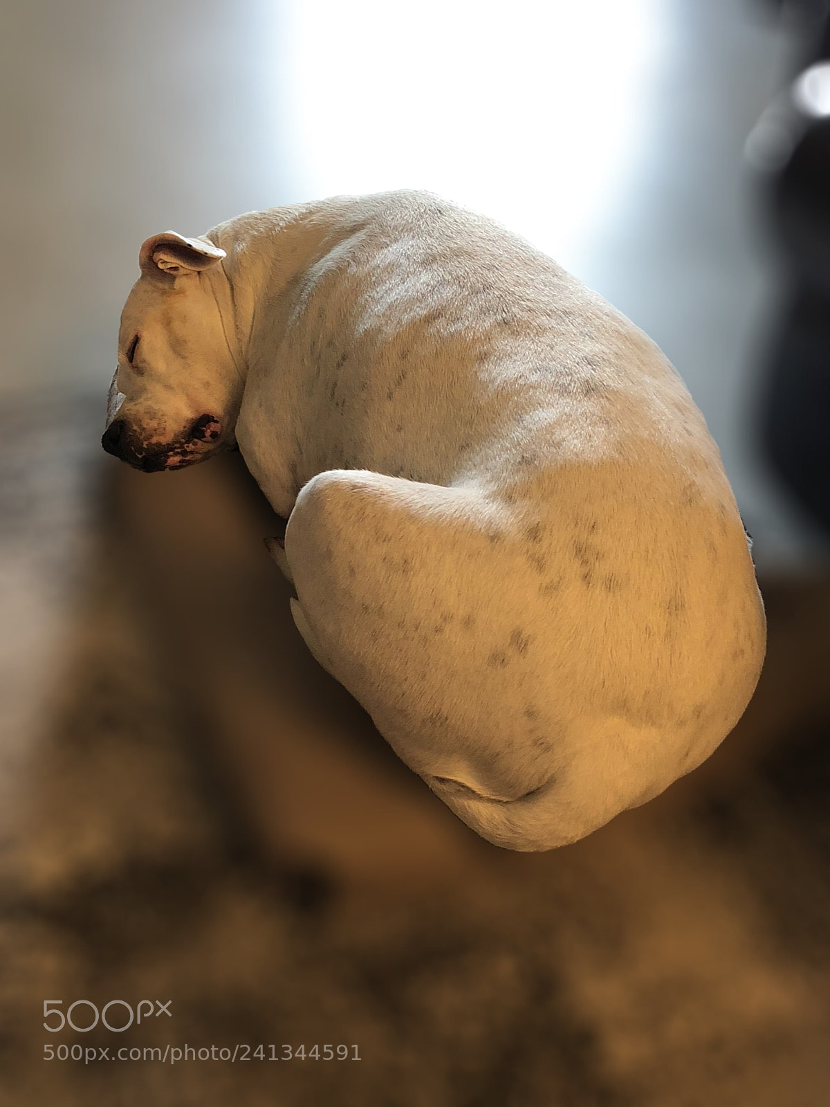 Apple iPhone 8 Plus sample photo. Sleeping beauty photography