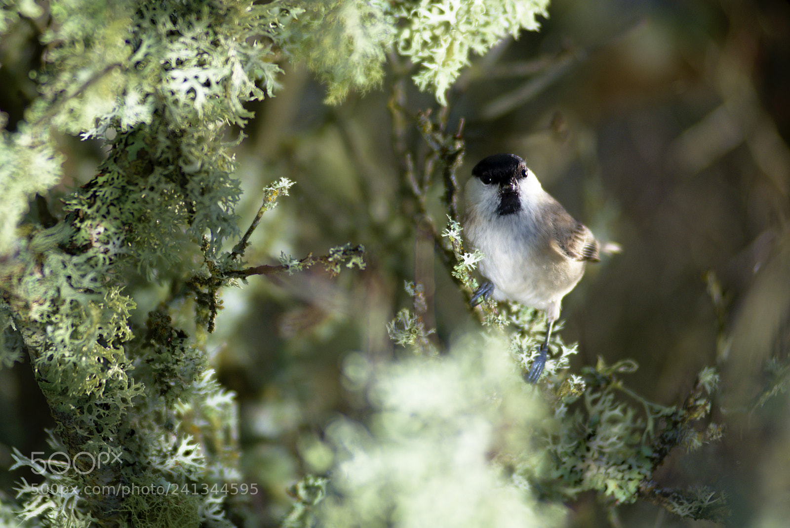 Nikon D810 sample photo. A marsh tit photography
