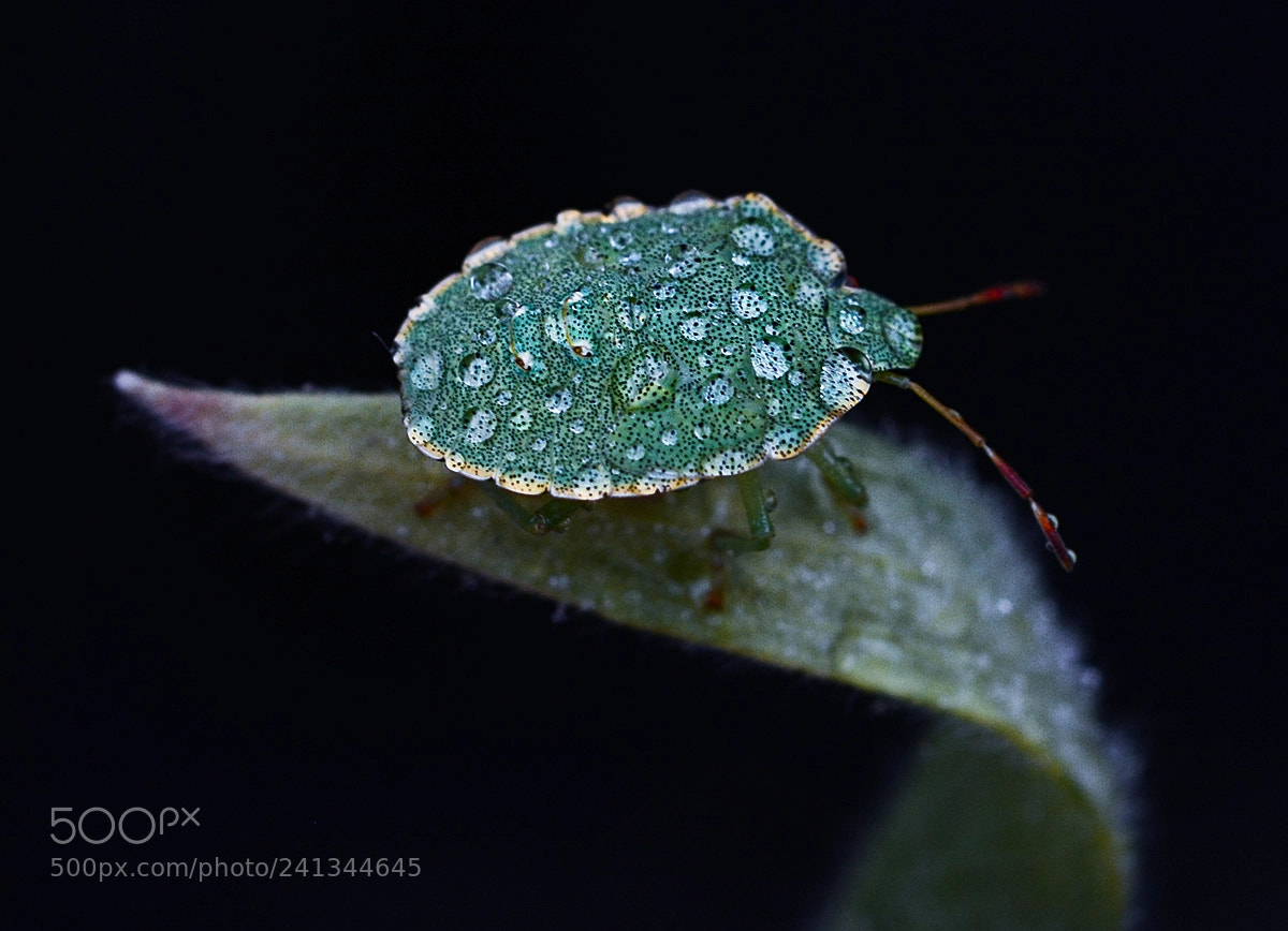 Nikon D7100 sample photo. Insect photography
