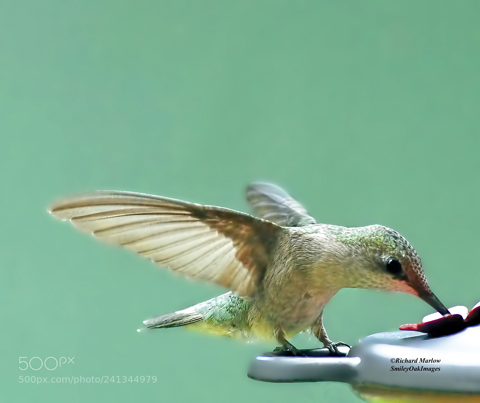 Nikon D5000 sample photo. Hummingbird photography