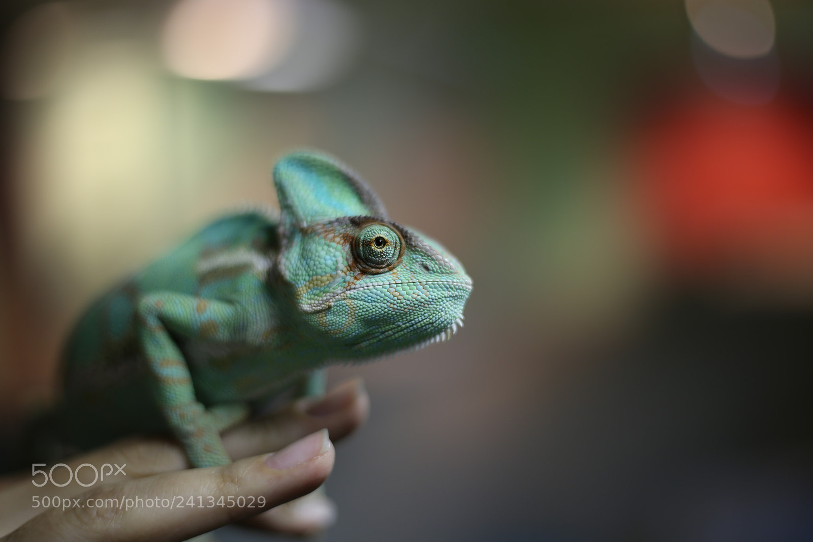 Canon EOS 6D + Canon EF 50mm F1.8 STM sample photo. Chameleon photography