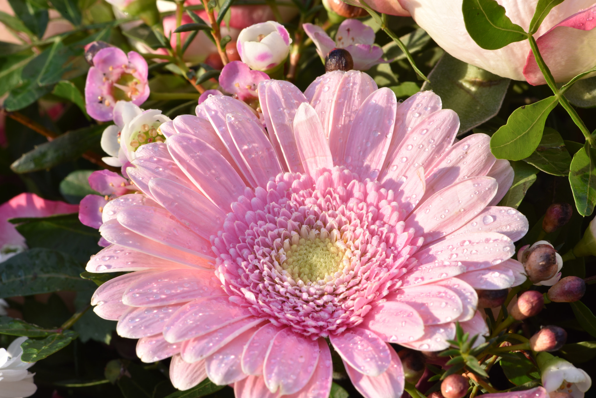 Nikon AF-S Micro-Nikkor 105mm F2.8G IF-ED VR sample photo. Flower drops 411! photography