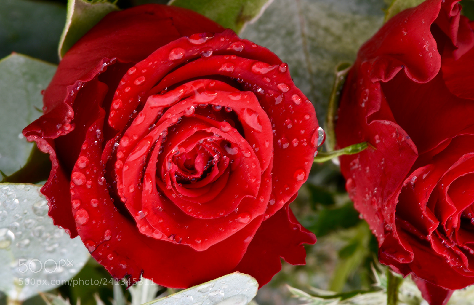 Nikon D810 sample photo. Red rose d 43! photography