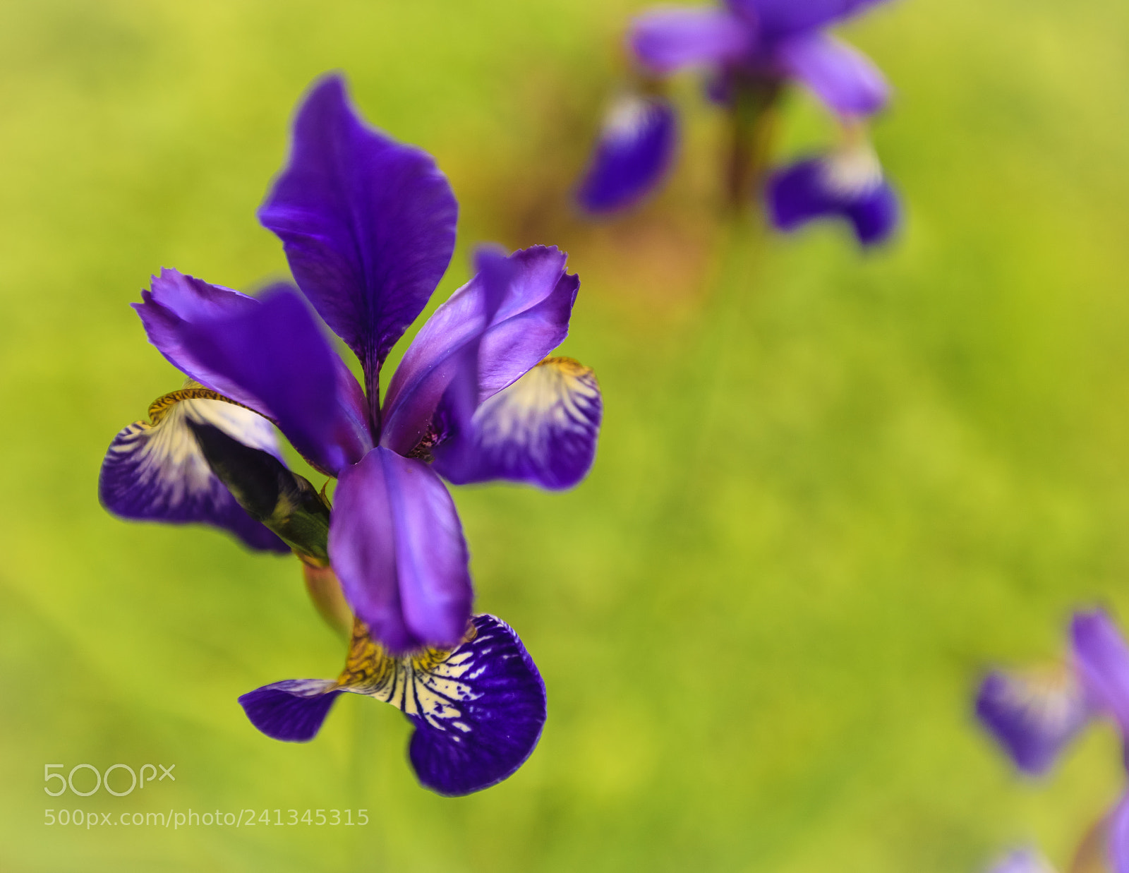 Canon EOS 5D sample photo. Dancing irises photography