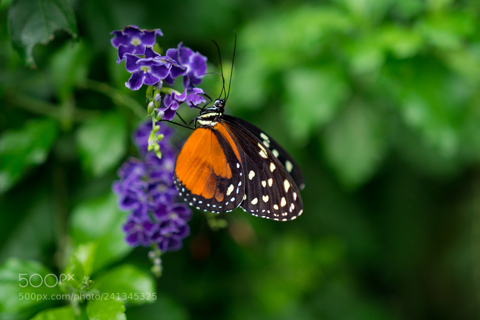 Sony a6300 sample photo. Sweet nectar photography