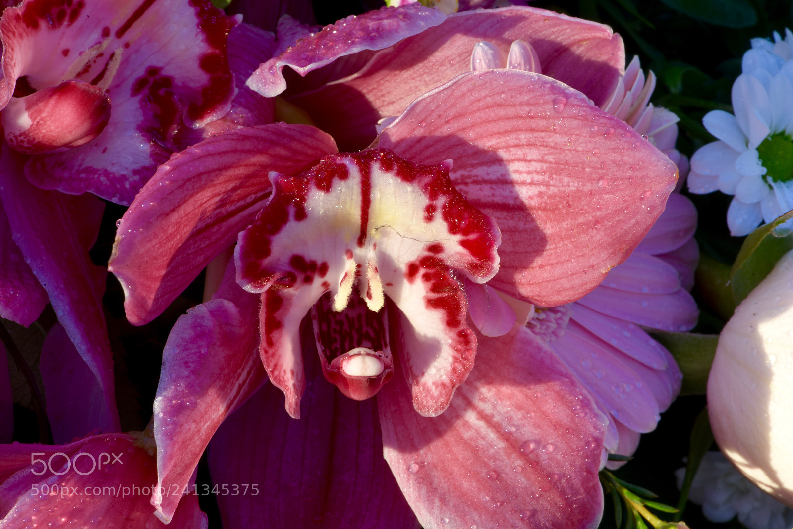 Nikon D810 sample photo. Flowers 277! photography
