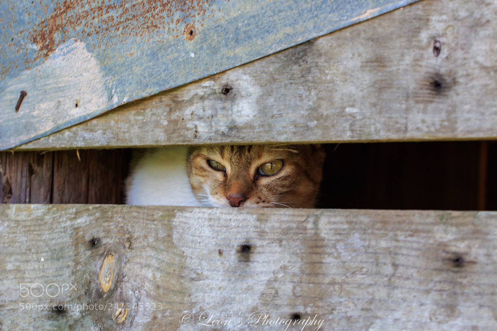 Canon EOS 1300D (EOS Rebel T6 / EOS Kiss X80) sample photo. Curious cat photography