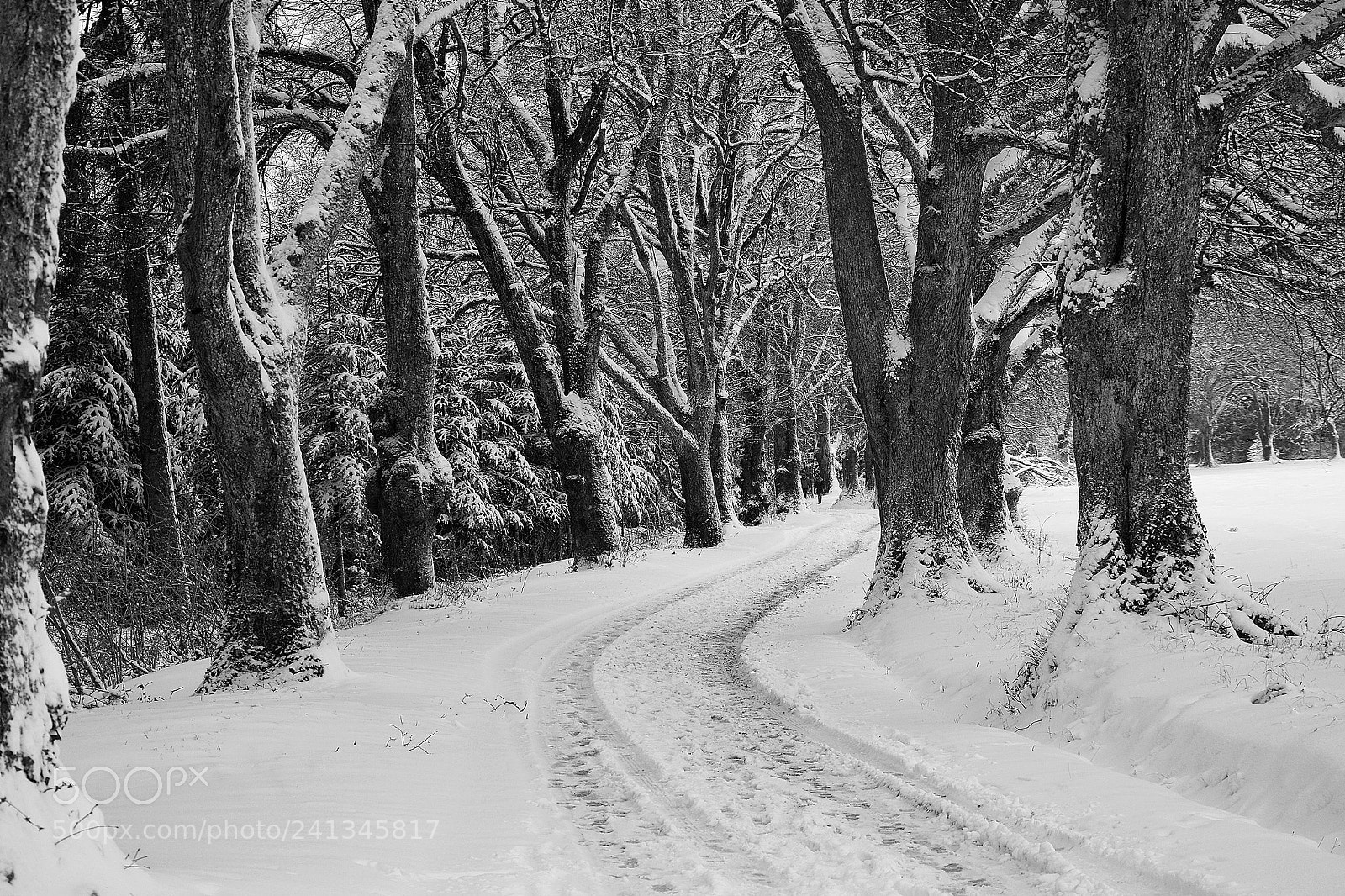 Nikon D7100 sample photo. Icy avenue photography