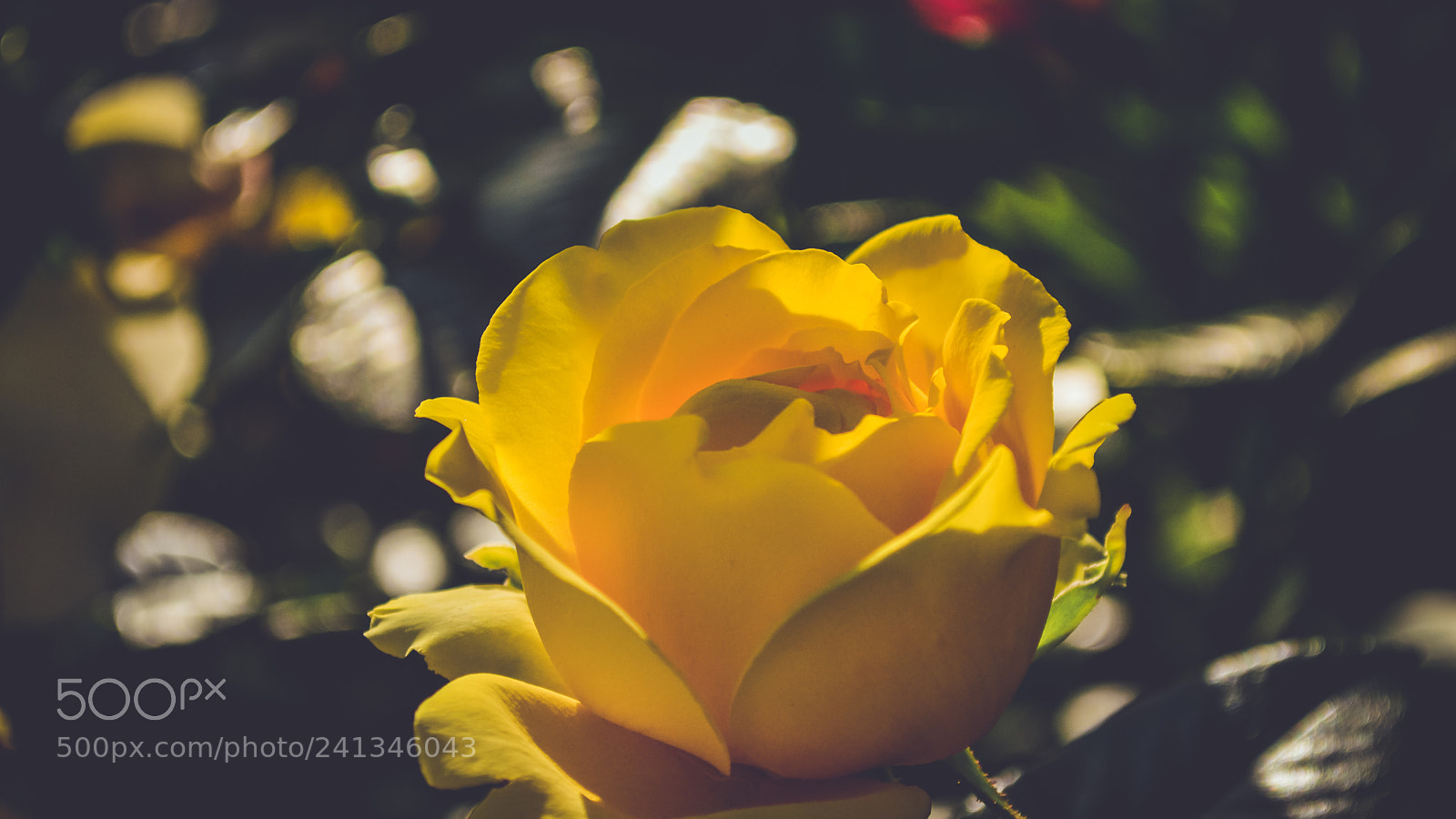 Nikon D3200 sample photo. Yellow flower photography