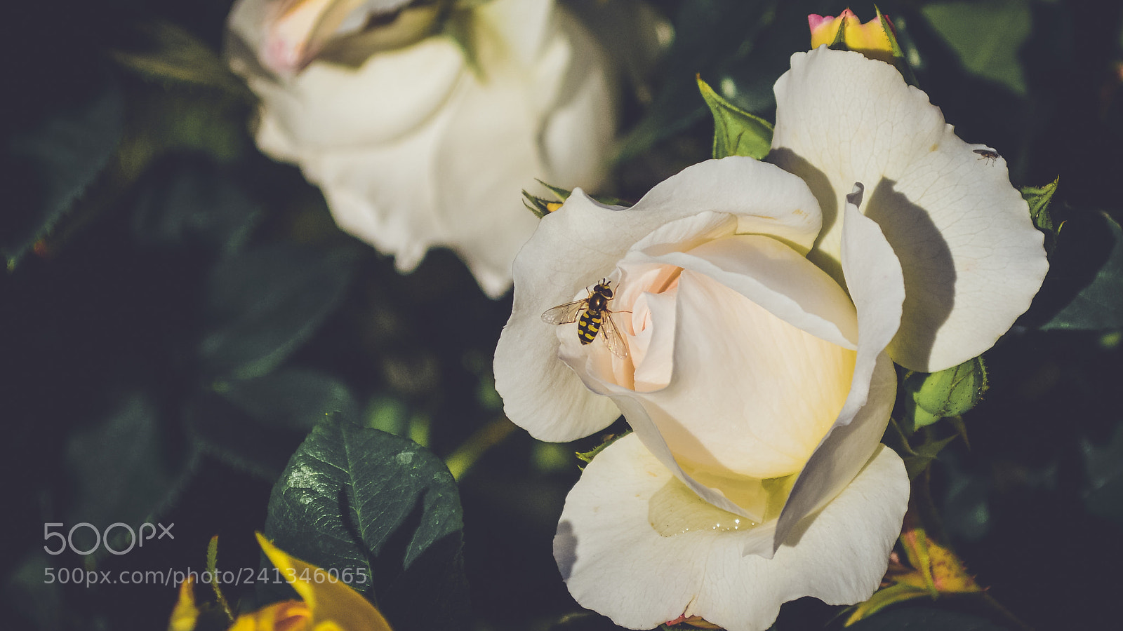 Nikon D3200 sample photo. Small bug photography