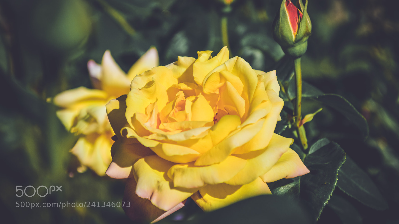 Nikon D3200 sample photo. Flower photography