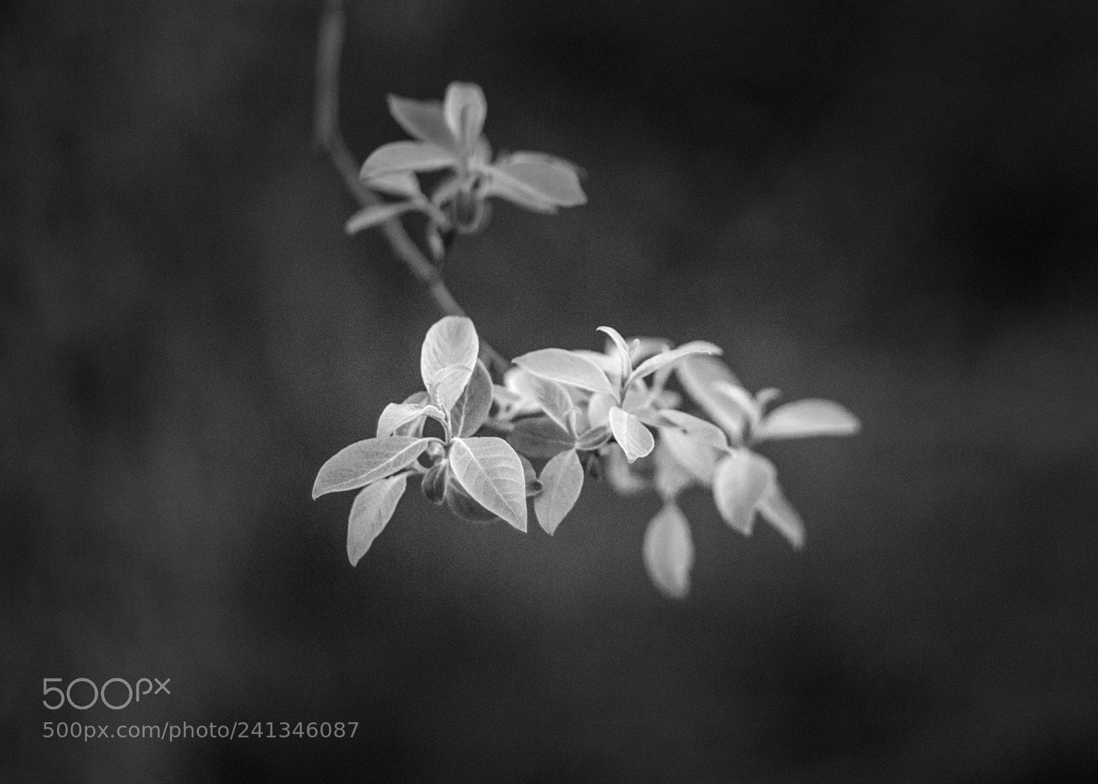 Canon EOS-1D X sample photo. Leaves photography