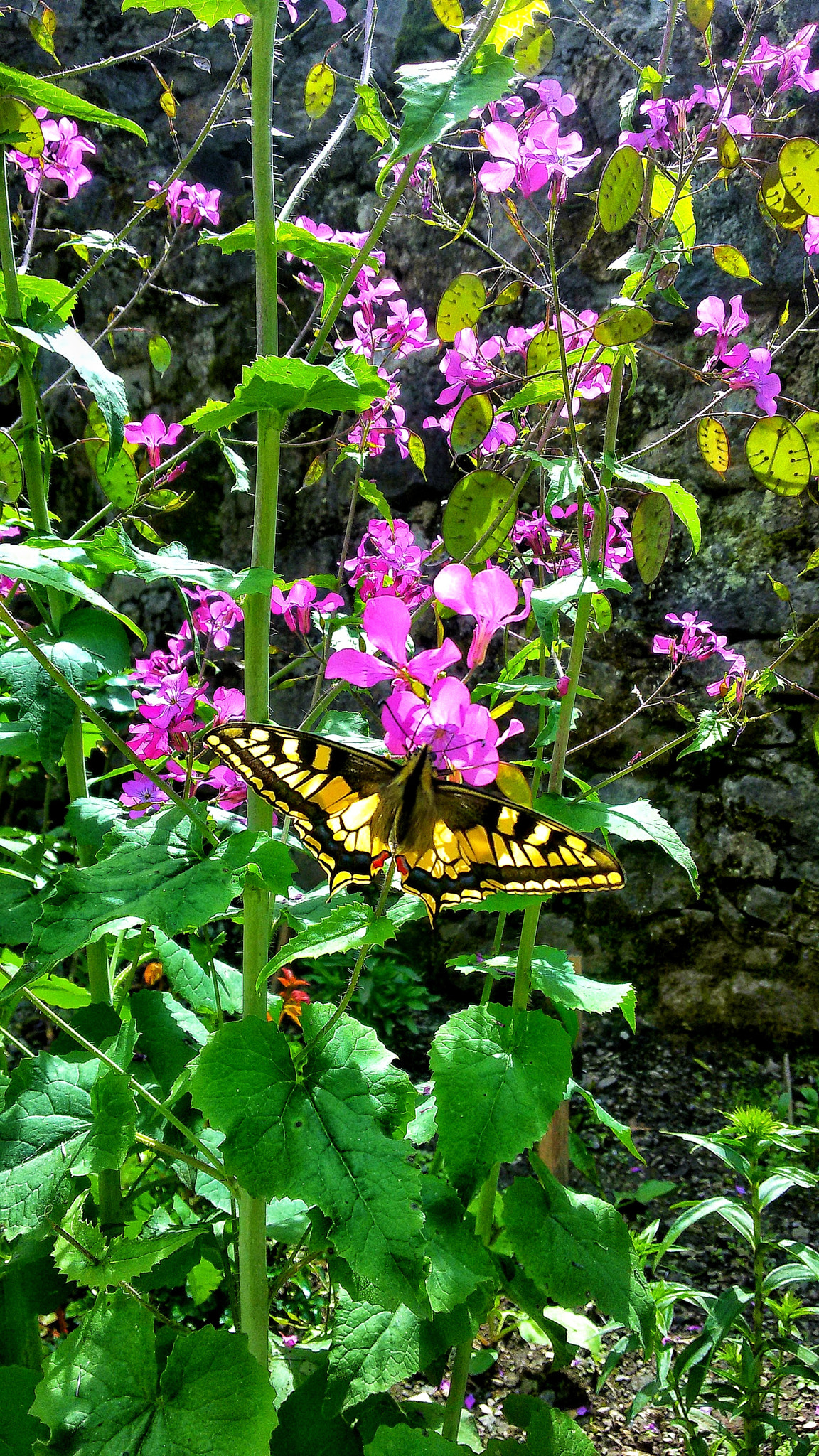 Samsung Galaxy S3 Neo sample photo