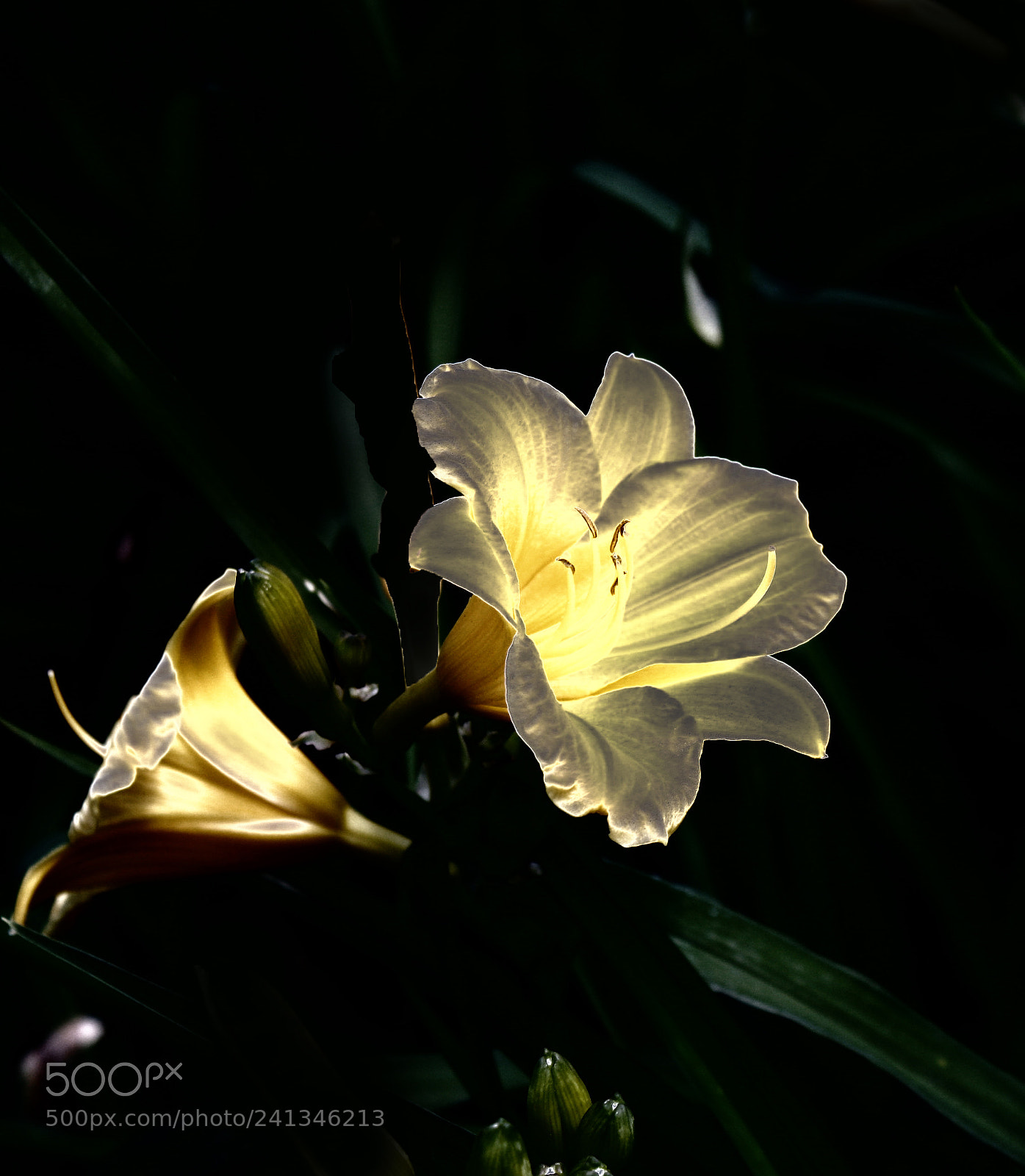 Canon EOS 1000D (EOS Digital Rebel XS / EOS Kiss F) sample photo. Lilly photography
