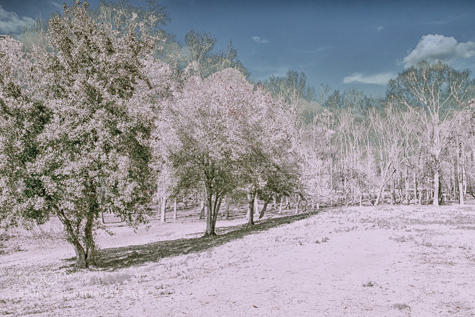 Canon EOS 1100D (EOS Rebel T3 / EOS Kiss X50) sample photo. The pink snow fall photography