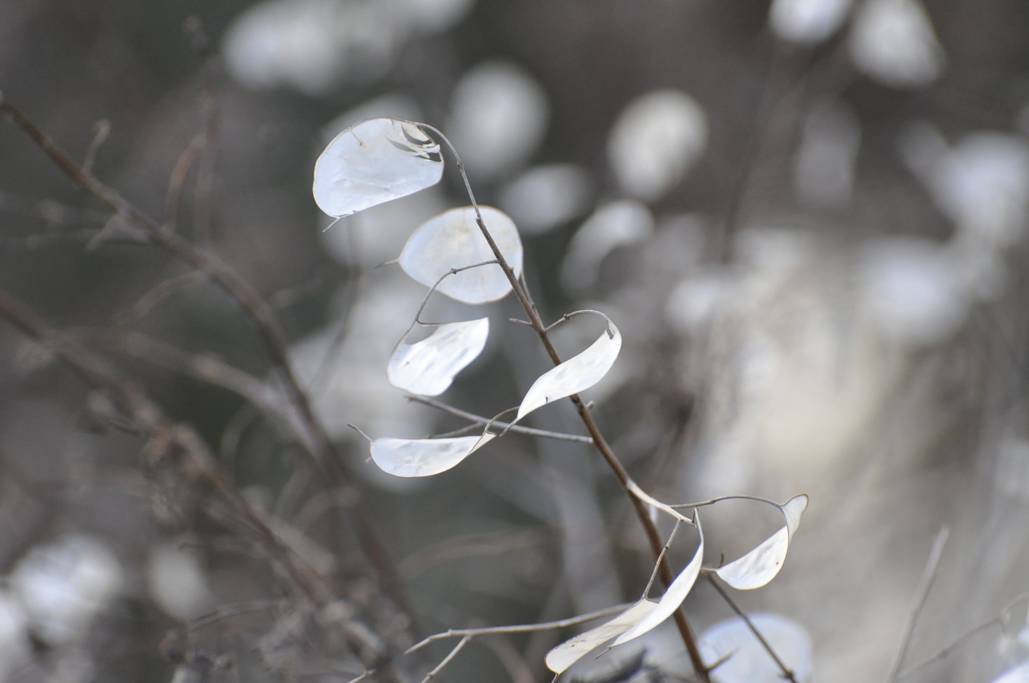 Nikon D90 sample photo