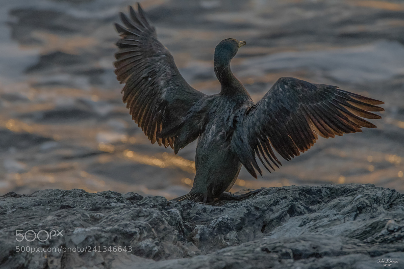 Nikon D500 sample photo. Cormorants in sunset photography