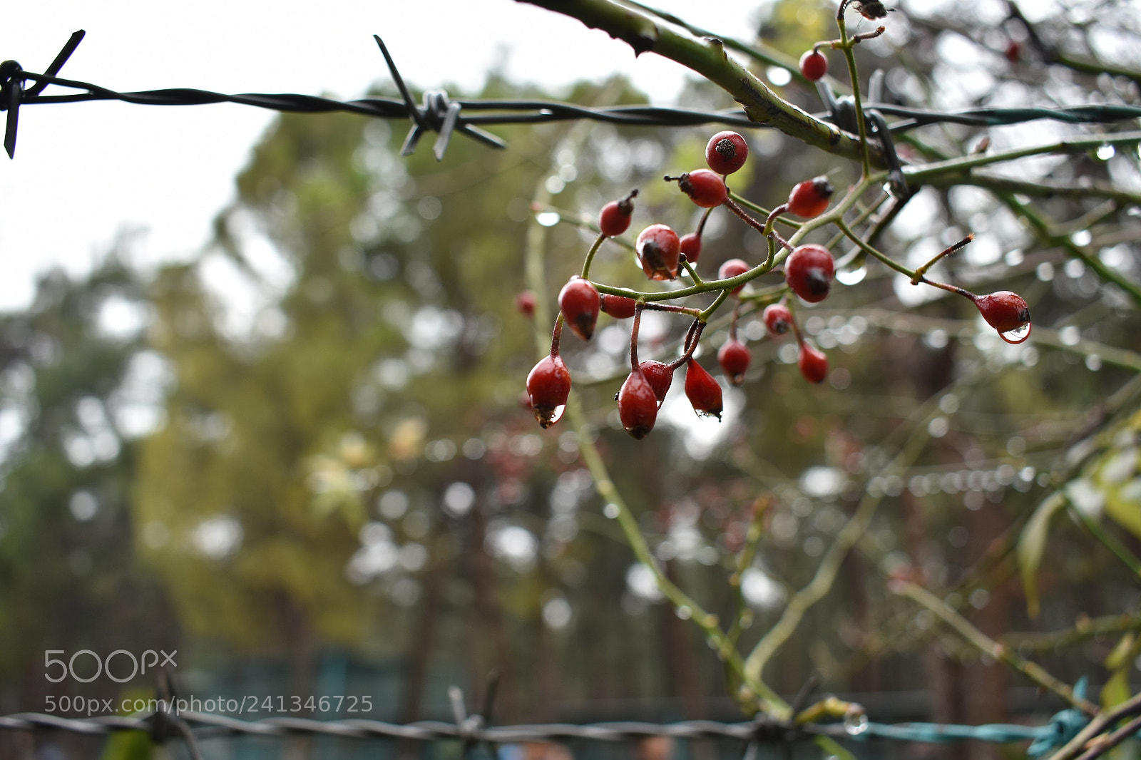 Nikon D3400 sample photo. Independence photography
