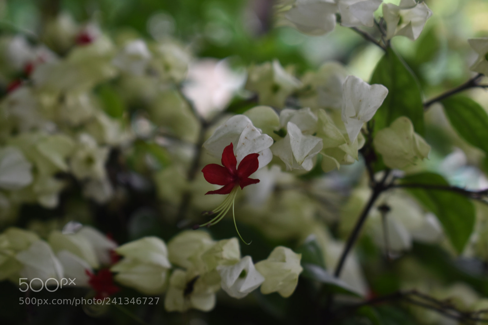 Nikon D3400 sample photo. All alone photography
