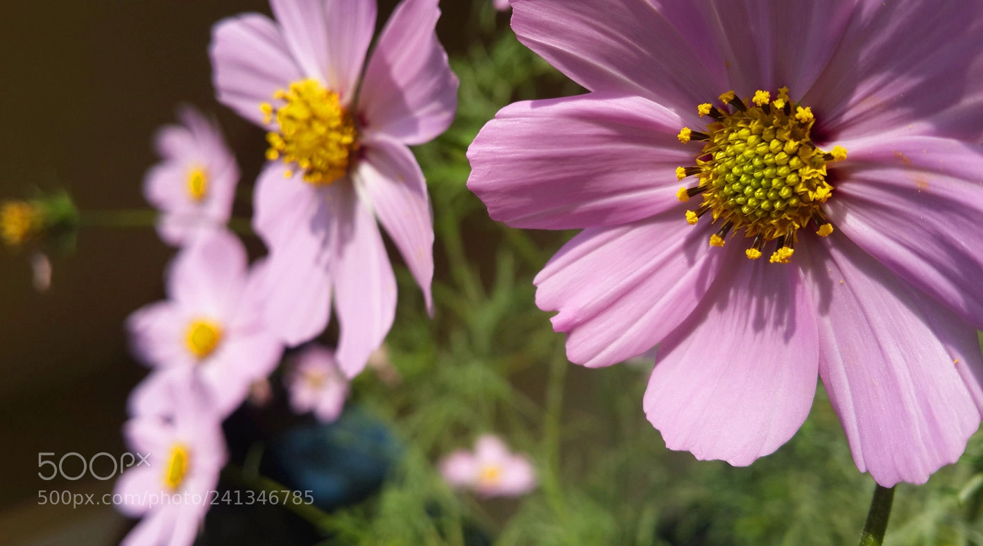 Samsung Galaxy S4 sample photo. Lolish photography