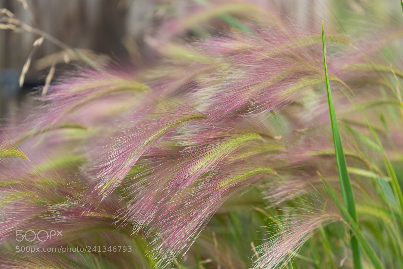 Sony a7R sample photo. Nome photography