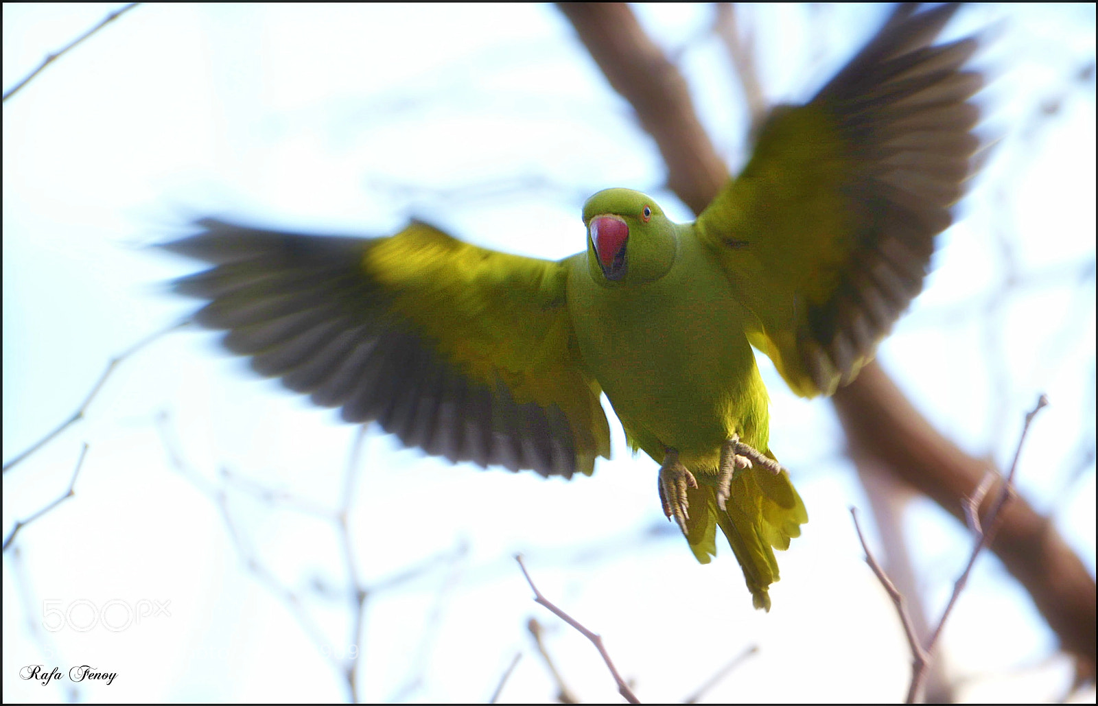 Nikon D7100 sample photo. El vuelo de la photography
