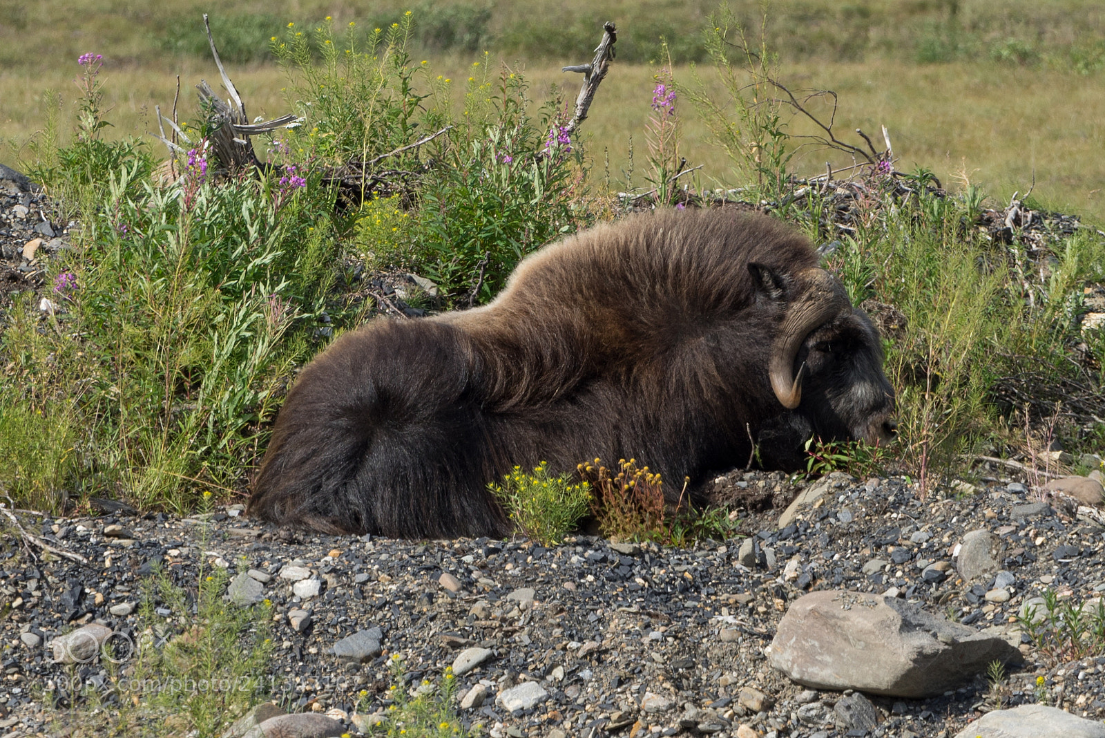 Sony a7R sample photo. Nome photography