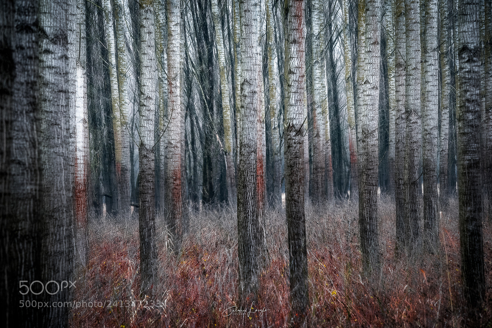 Nikon D750 sample photo. Gemenc woods photography