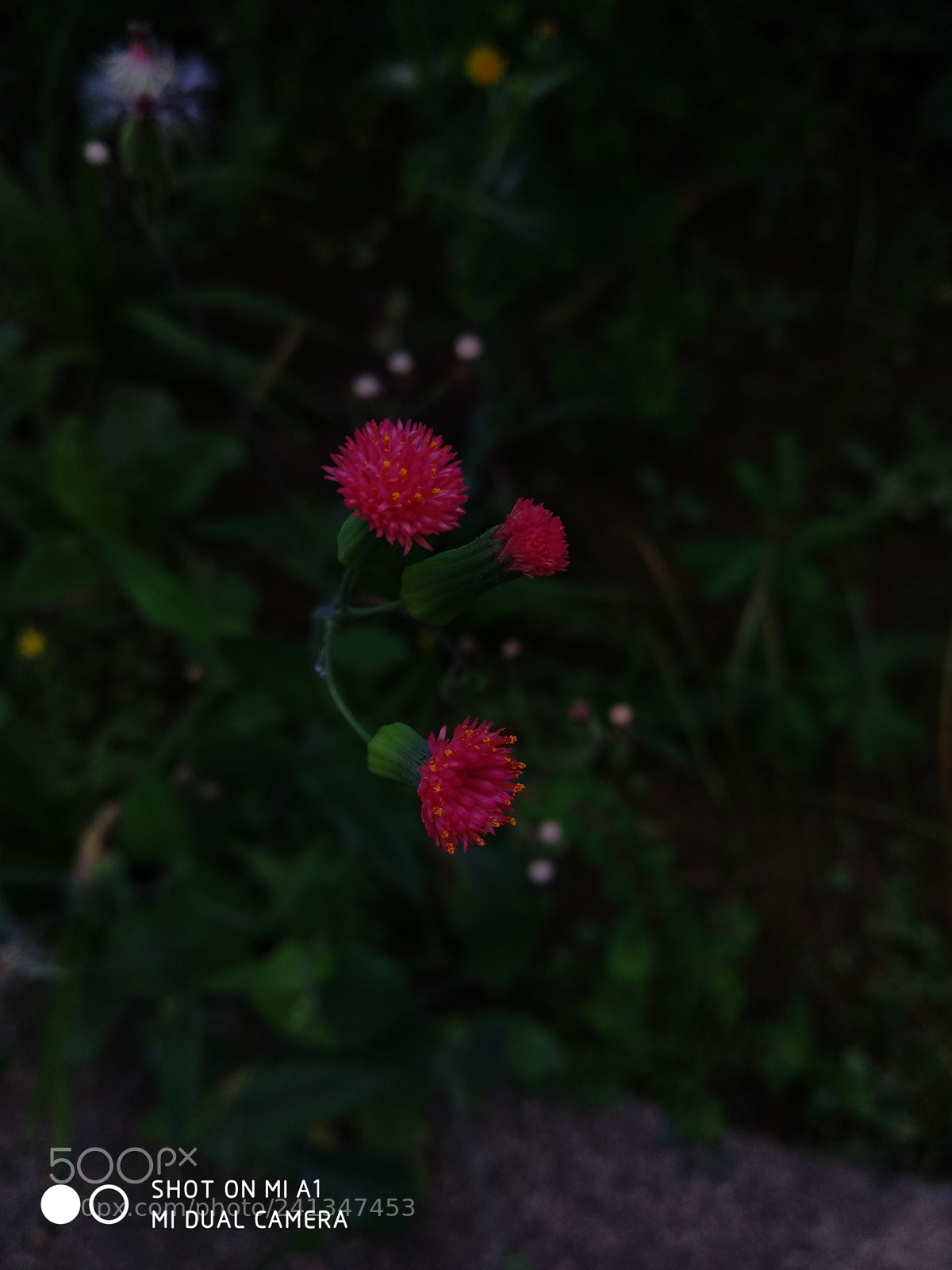 Xiaomi Mi A1 sample photo. Untitled photography