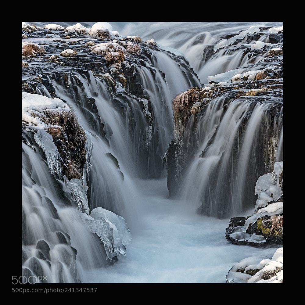 Nikon D810 sample photo. Arctic flowers photography