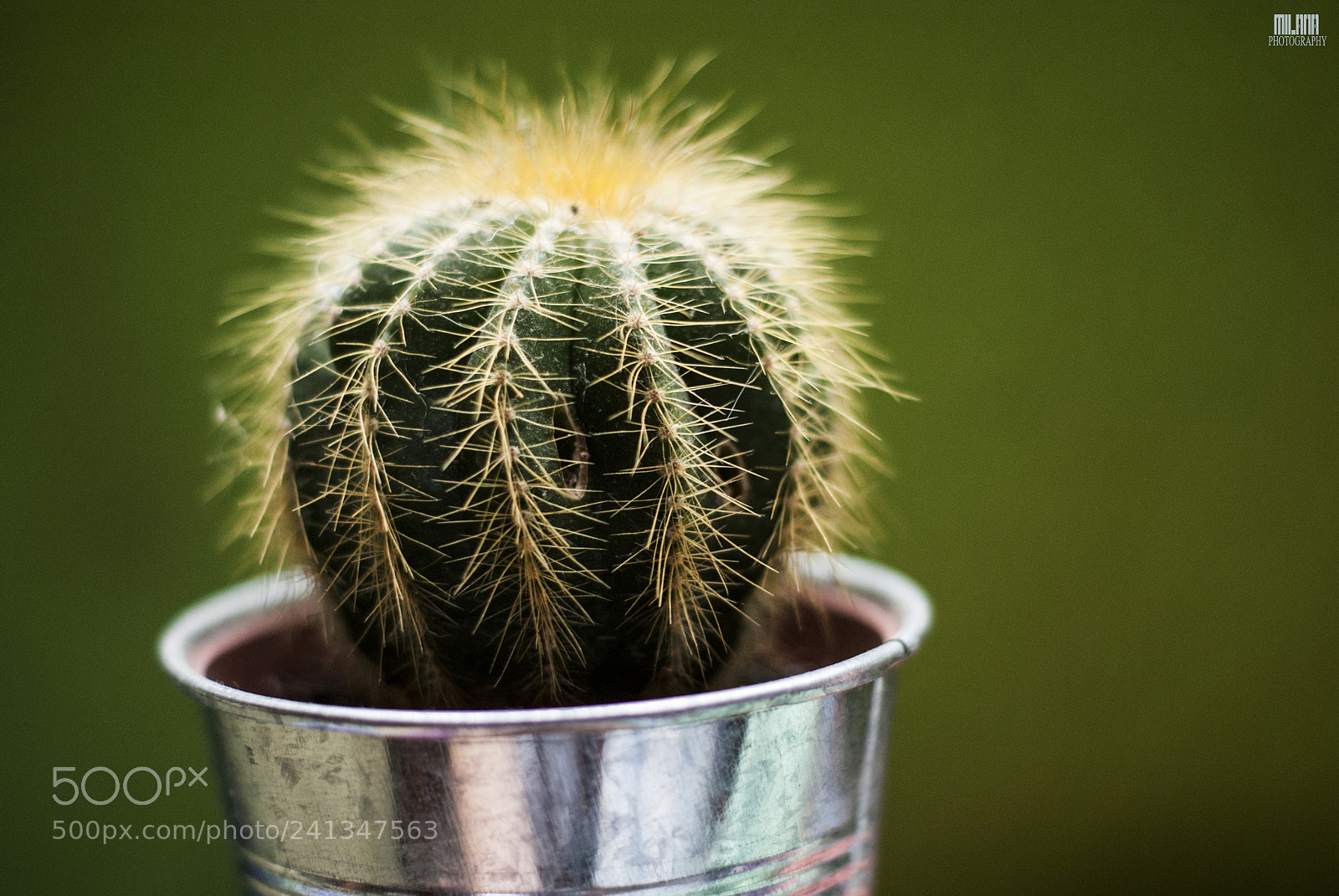 Sony Alpha DSLR-A200 sample photo. Cactus photography