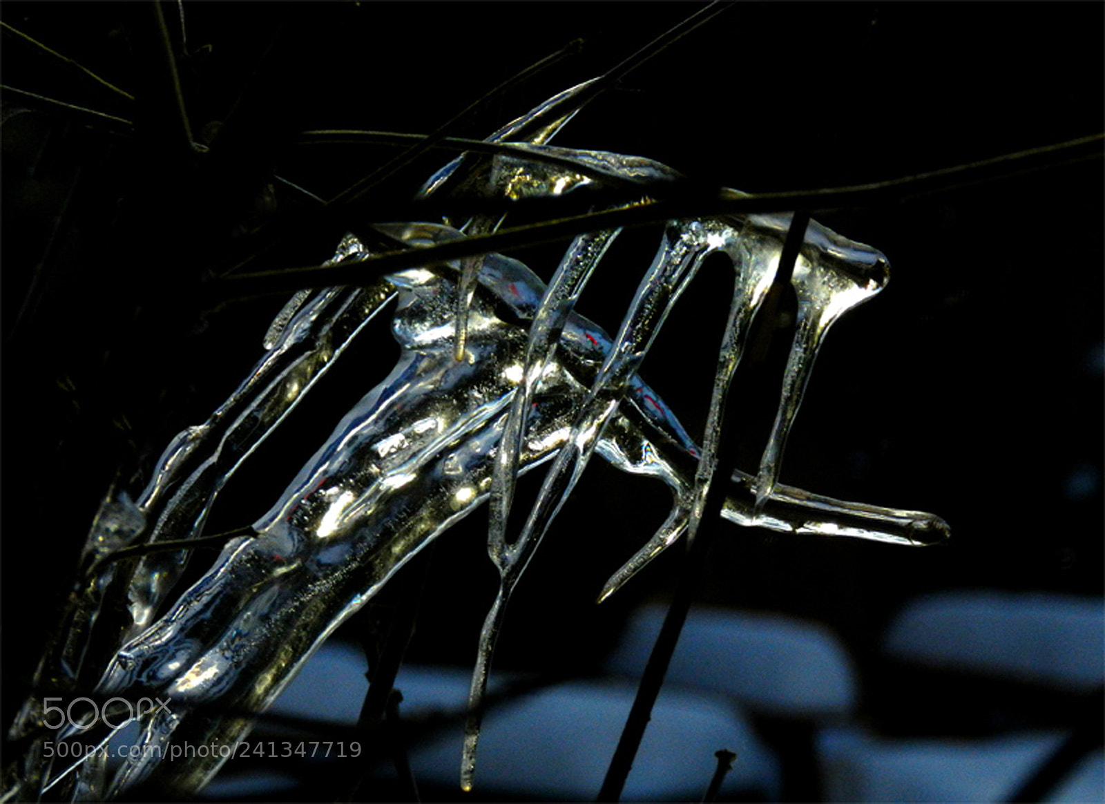 Nikon Coolpix P500 sample photo. Cold insect photography
