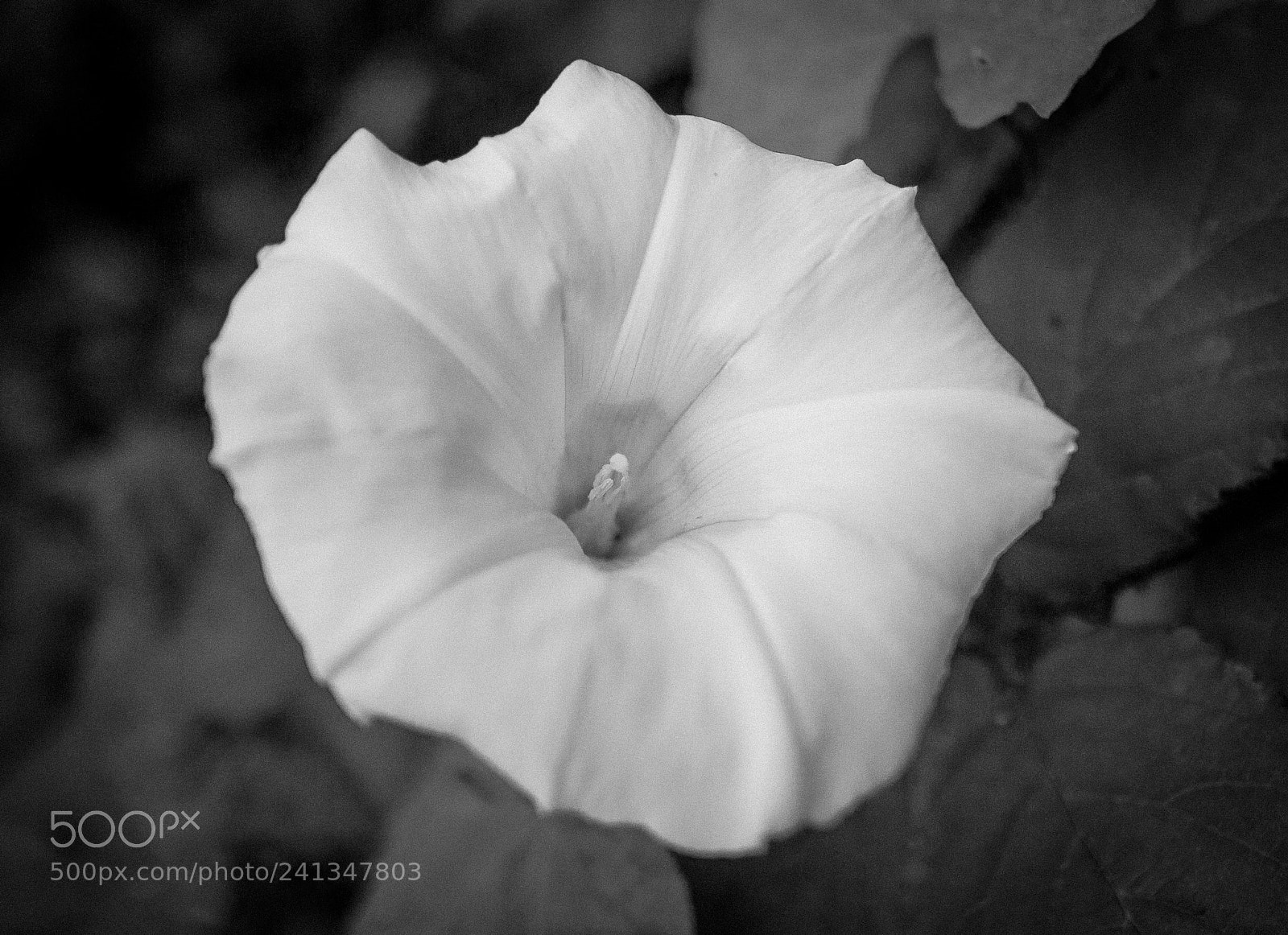 Canon EOS M sample photo. Flower photography