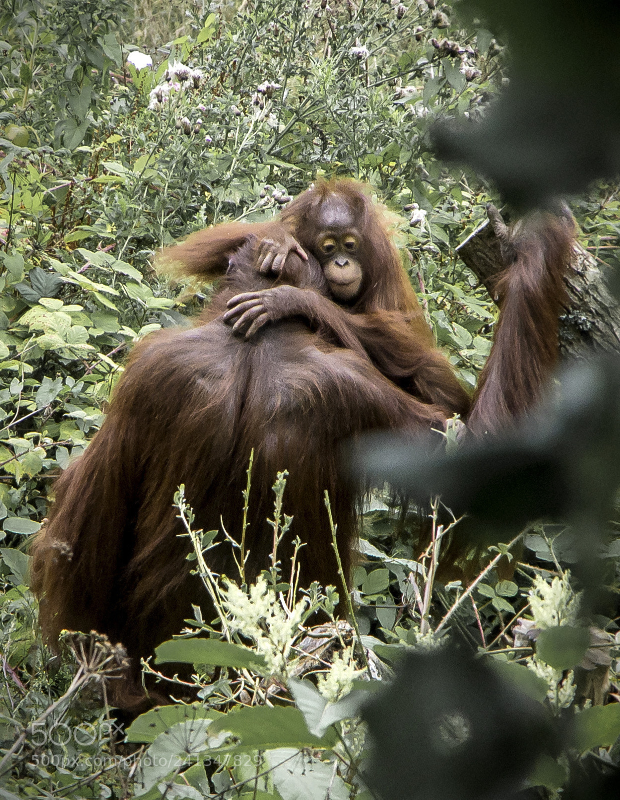 Pentax K-30 sample photo. Orangutan photography