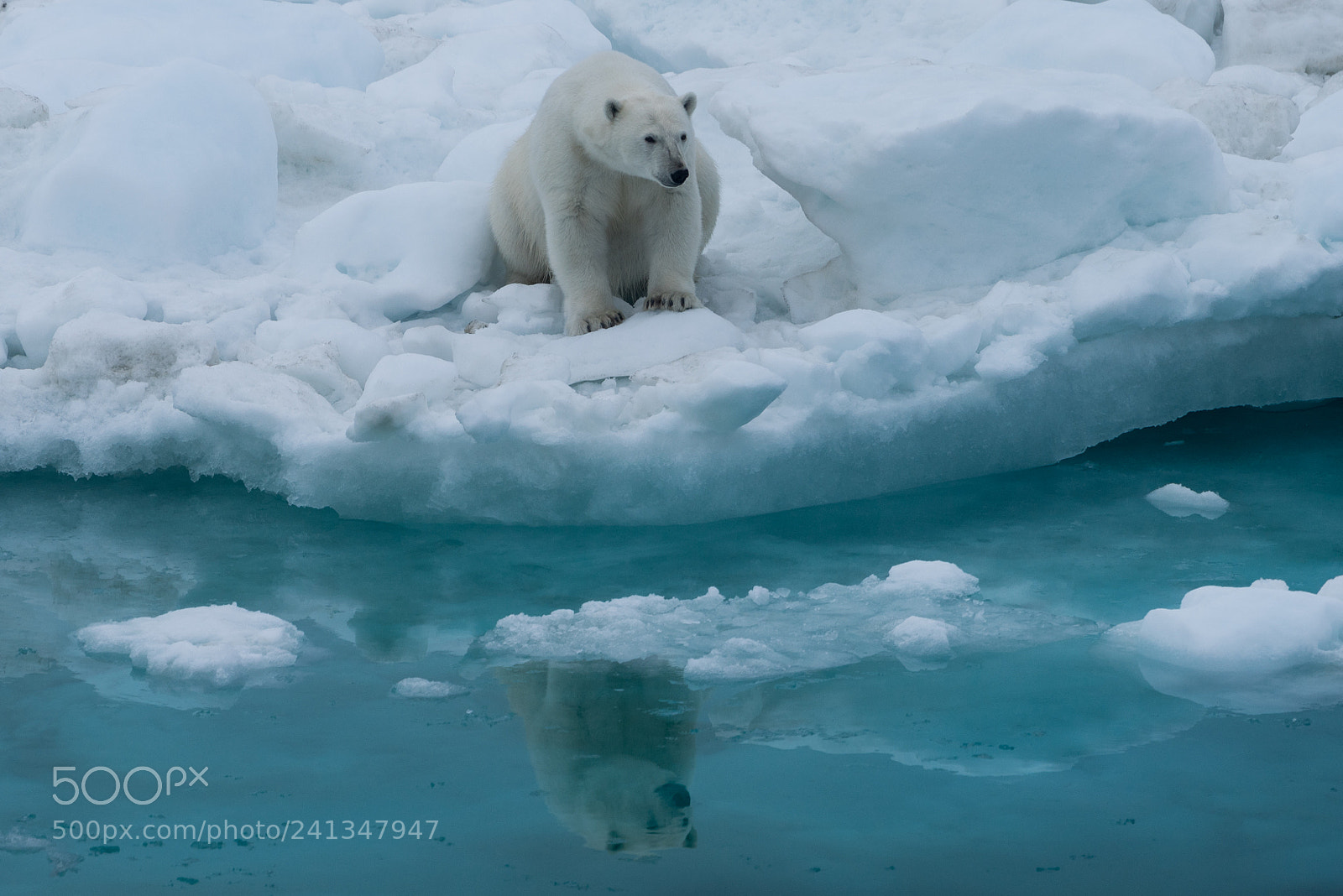 Sony a7R sample photo. Wrangel island photography