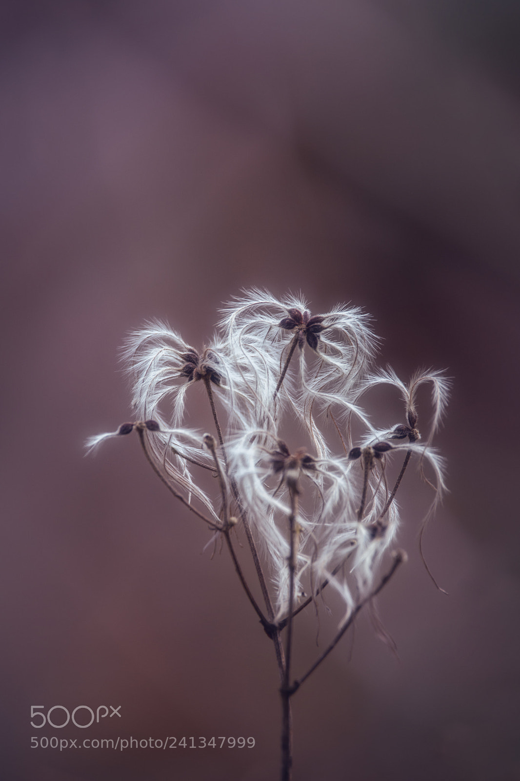 Nikon D7200 sample photo. Clématite photography