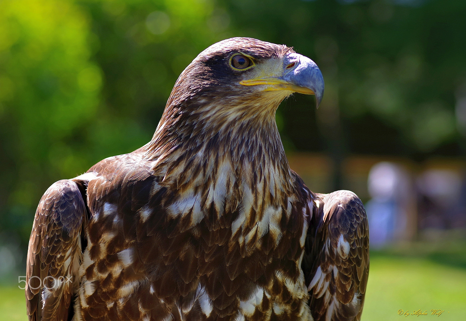 Pentax smc D-FA 100mm F2.8 Macro WR sample photo. Eagle photography