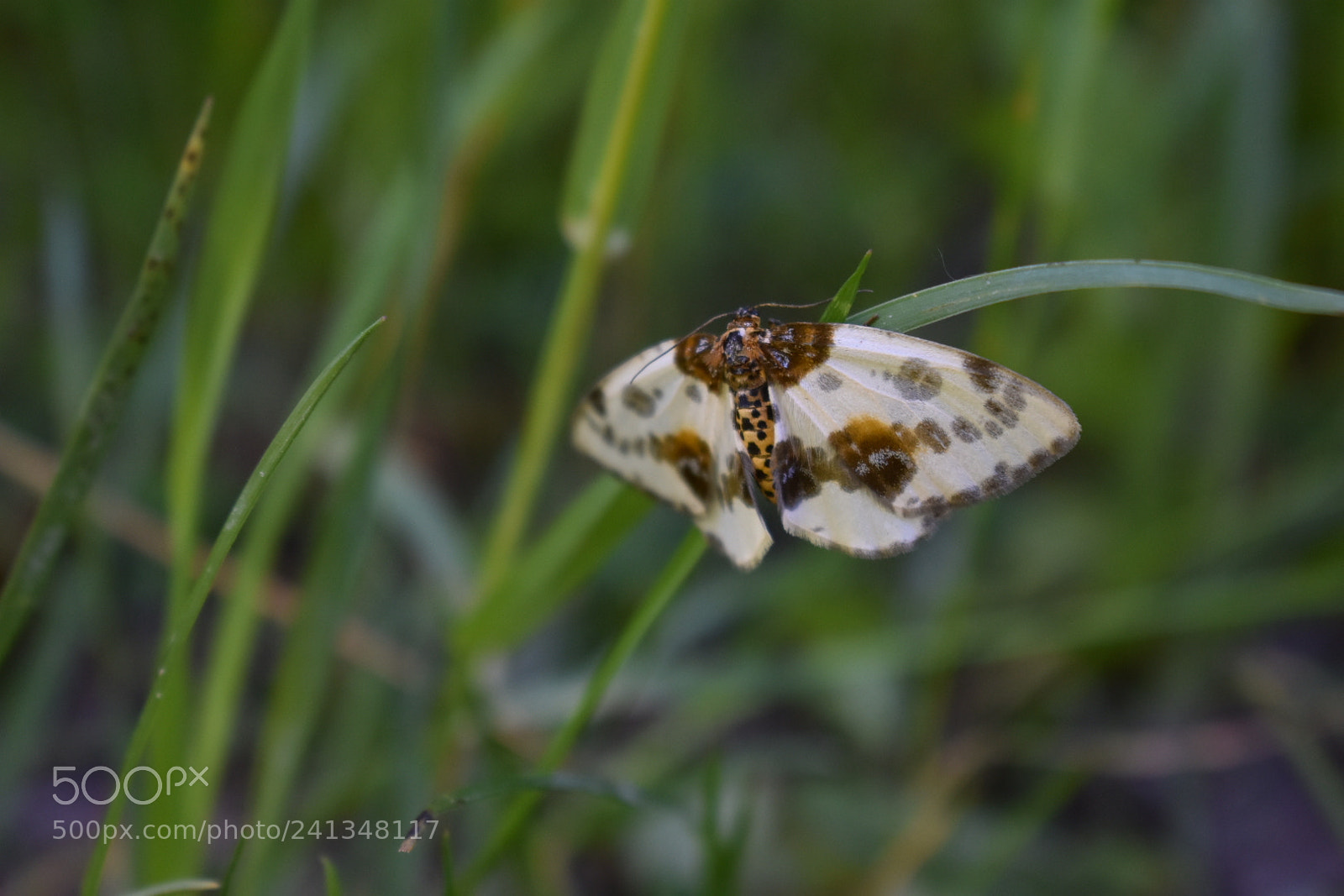Nikon D3400 sample photo. Vaiksik photography