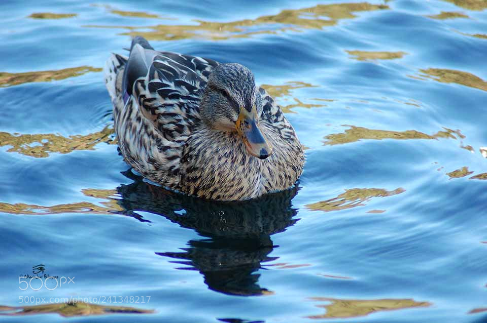 Nikon D40 sample photo. Equilibrio photography