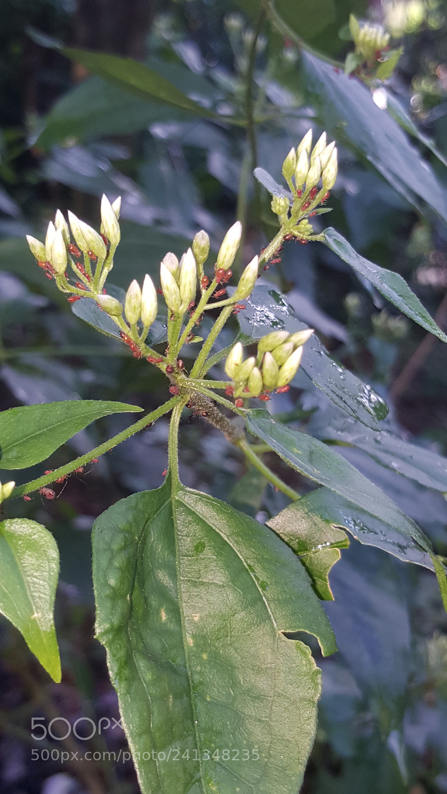 Samsung Galaxy S6 sample photo. Untitled photography