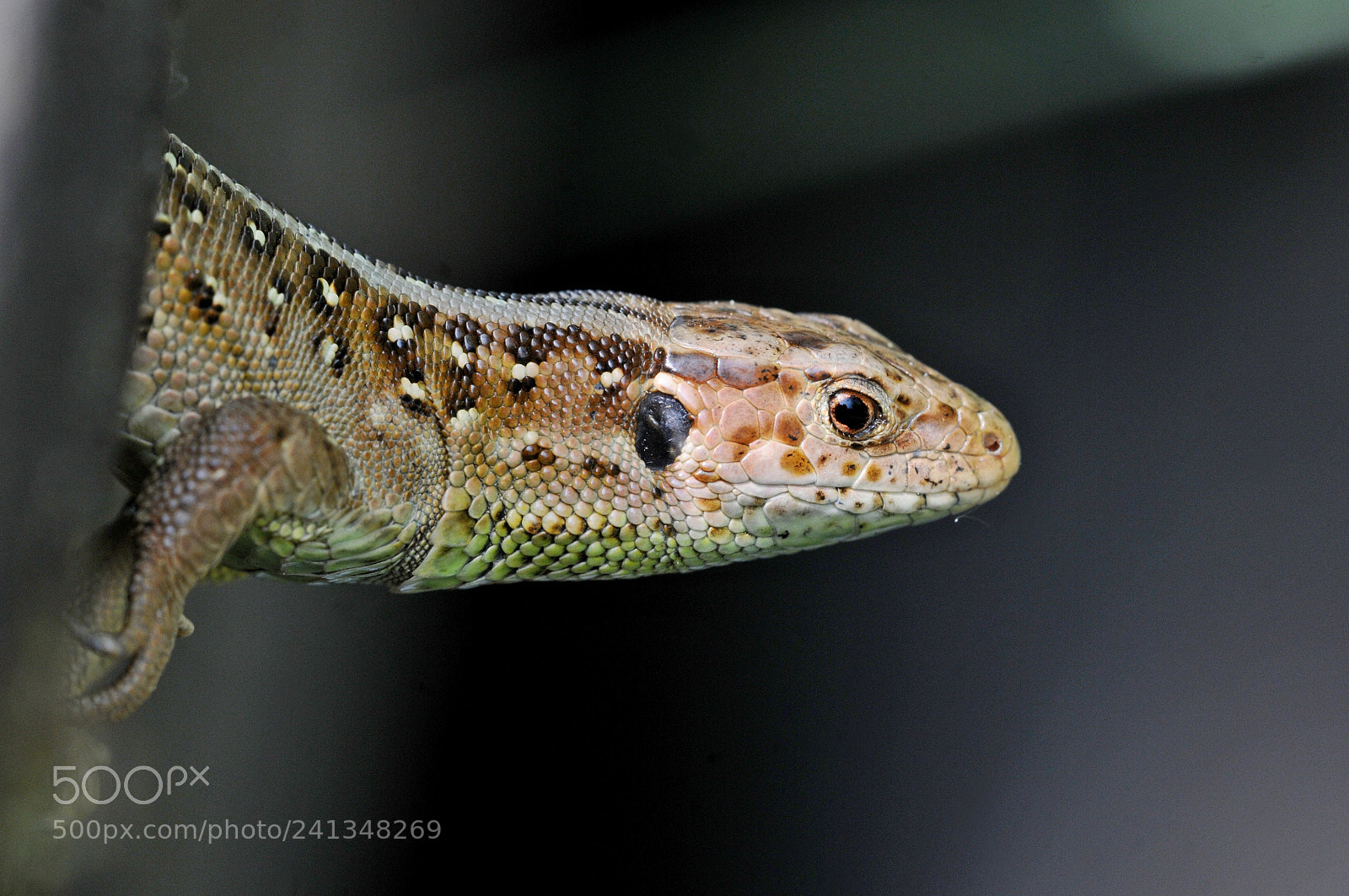 Nikon D300 sample photo. Sand lizard photography