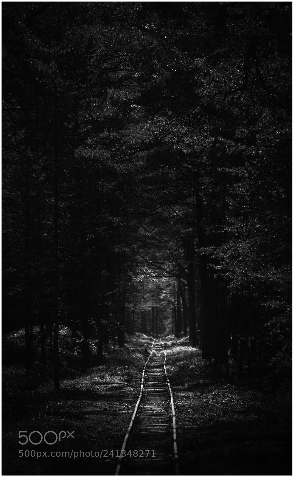 Nikon D3100 sample photo. Squiggly path to tranquility photography