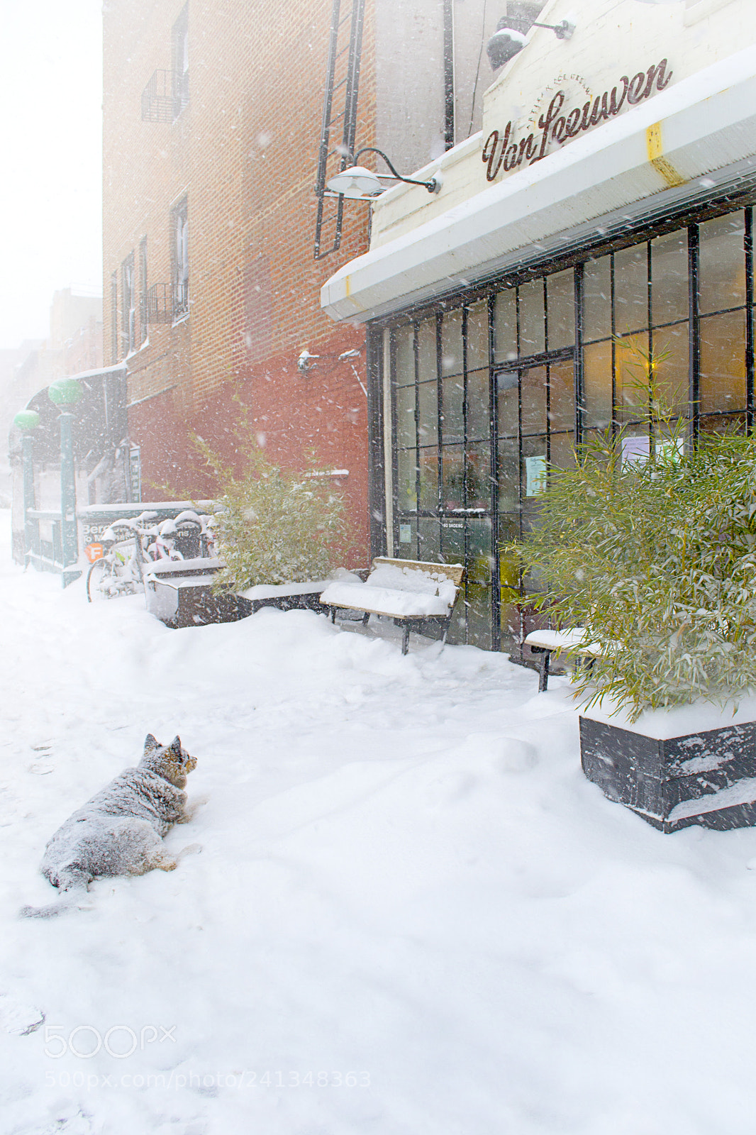 Nikon D3100 sample photo. Brooklyn dog photography