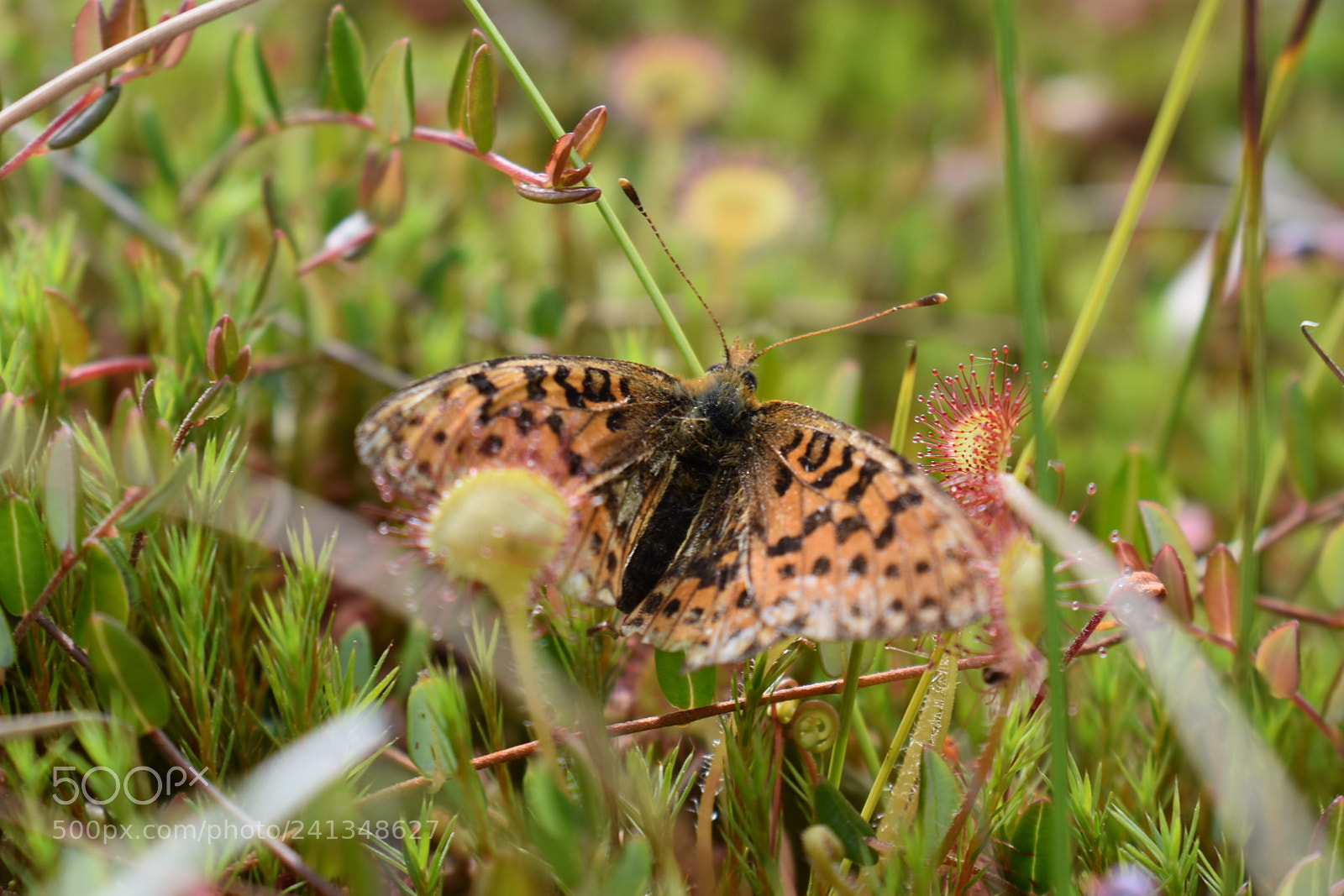 Nikon D3400 sample photo. Liblika lõks photography